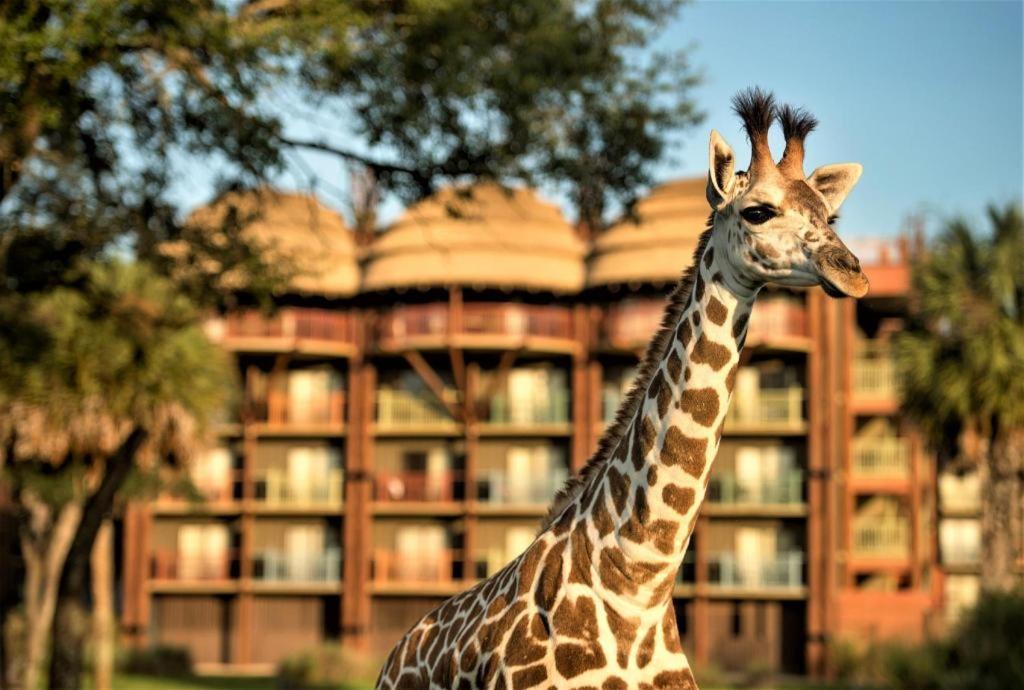 Disney'S Animal Kingdom Lodge Four Corners Exterior photo